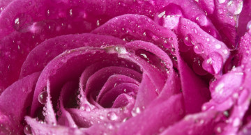 Картинка цветы розы розовая роза лепестки капли