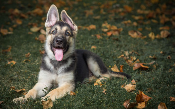 обоя животные, собаки, fosterling, dog, german, shepherd