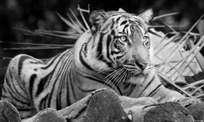 Обои картинки фото животные, тигры, тигр, отдых, черно-белое