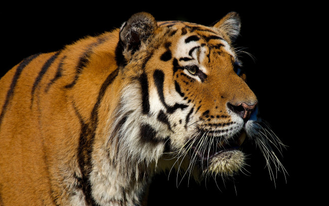 Обои картинки фото животные, тигры, тигр, морда, темный, фон