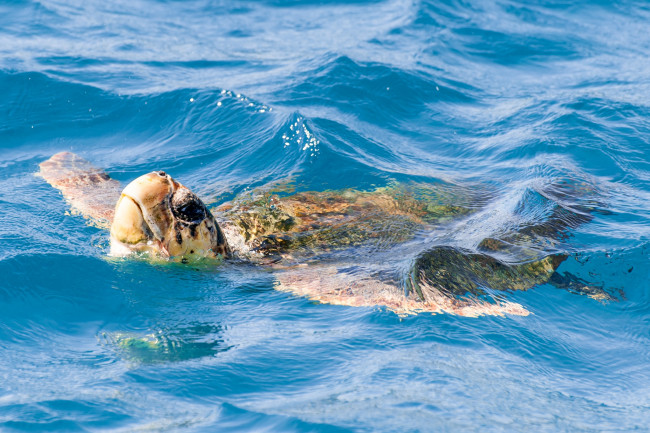 Обои картинки фото животные, Черепахи, черепаха, вода, заплыв