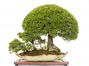 Картинка природа деревья бонсай вазон дерево
