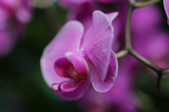 Картинка цветы орхидеи цветение лепестки орхидея яркая