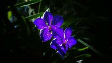 Картинка цветы орхидеи лепестки