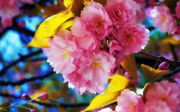 Картинка цветы сакура +вишня лепестки дерево небо сад листья ветка