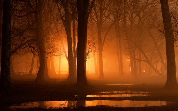 Картинка природа парк деревья свет ночь
