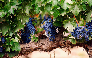 Картинка природа Ягоды +виноград ягоды