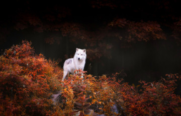 Картинка животные волки +койоты +шакалы кусты деревья природа лес осень хищник волк листва