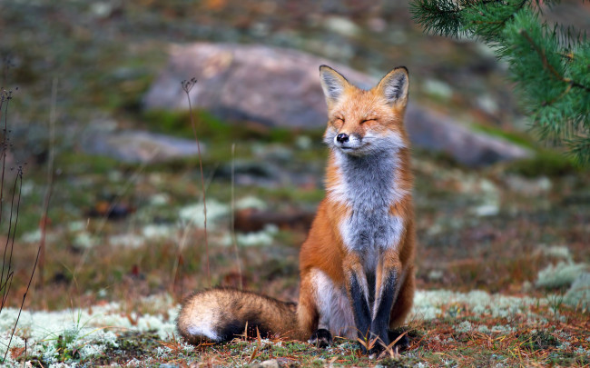 Обои картинки фото животные, лисы, земля, осень, щурится, природа, сидит, рыжая, лиса