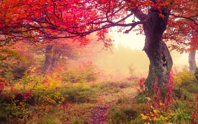 Обои картинки фото природа, лес, листья, leaves, autumn, осень, tree, forest