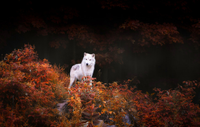 Обои картинки фото животные, волки,  койоты,  шакалы, кусты, деревья, природа, лес, осень, хищник, волк, листва
