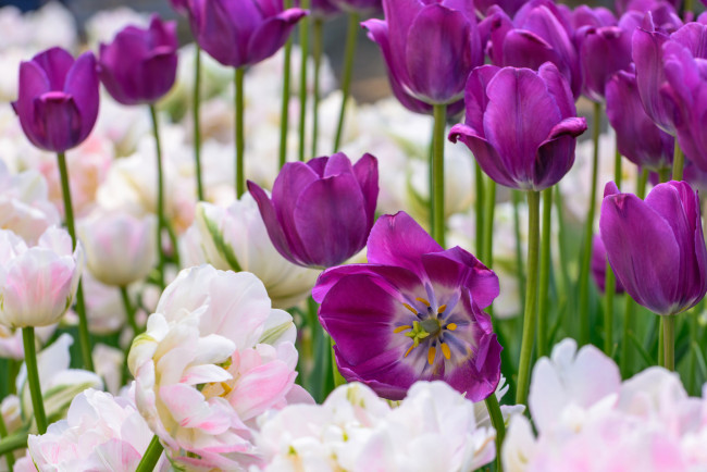 Обои картинки фото цветы, тюльпаны, цветение, разноцветные, много, лепестки