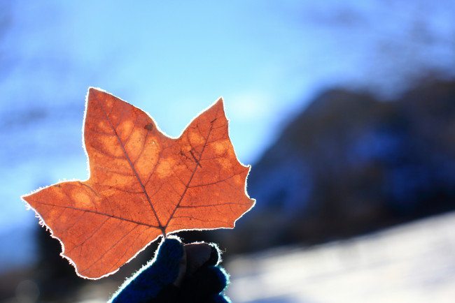 Обои картинки фото природа, листья, снег, иней, листок, лист, зима