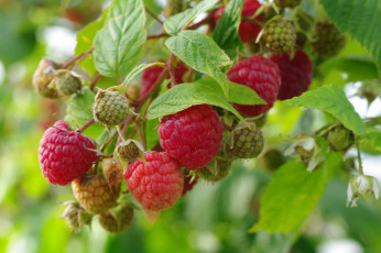 Картинка природа Ягоды макро ветка ягоды малина
