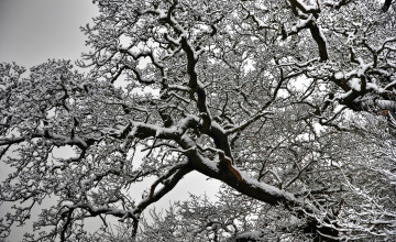 Картинка природа деревья снег дерево