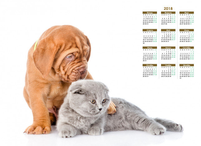 Обои картинки фото календари, животные, собака, белый, фон, кошка