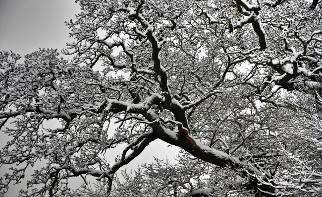 Обои картинки фото природа, деревья, снег, дерево