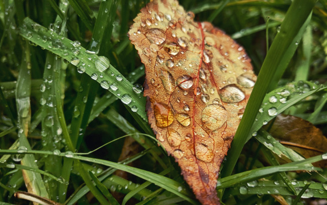 Обои картинки фото природа, макро, листья, rain, трава, grass, настроение, drop, autumn, дождь, лист, капли, осень, leaves, fall