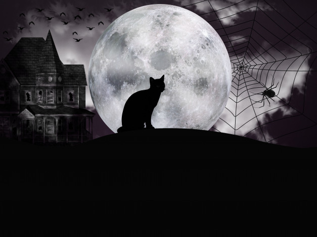 Обои картинки фото праздничные, хэллоуин, паук, луна, кот