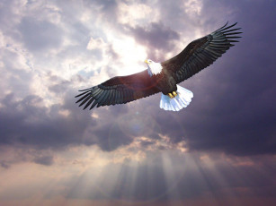 Картинка животные птицы хищники небо тучи лучи птица хищник орел
