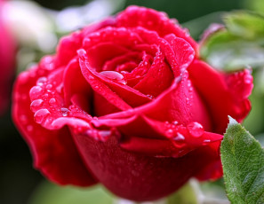 Картинка цветы розы капли лепестки красный