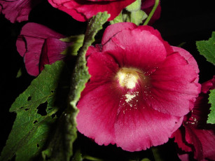 Картинка цветы мальвы розовый листья