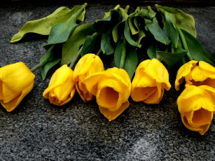 Картинка цветы тюльпаны желтые асфальт