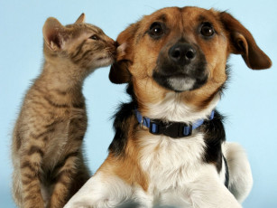 Картинка животные разные вместе dog cat