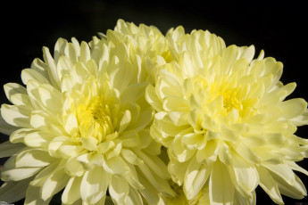 Картинка цветы хризантемы солнечные