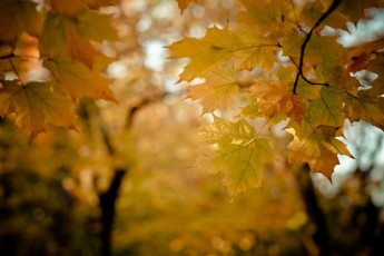 Картинка природа листья клён осень