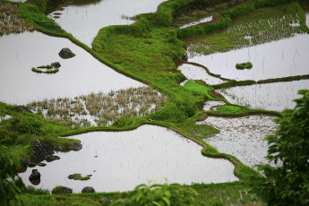 Картинка природа поля рисовые
