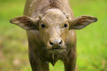 Картинка животные коровы буйволы грязный