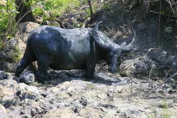 Картинка животные коровы буйволы в грязи