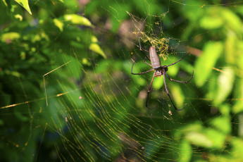 Картинка животные пауки на паутине
