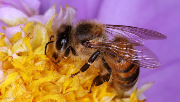 Картинка животные пчелы осы шмели цветок жёлтый