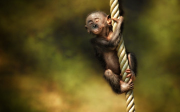 Картинка животные обезьяны канат радость настроение