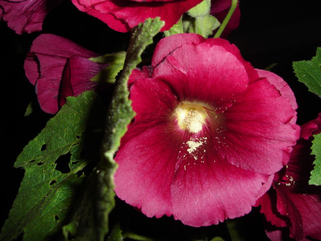 Обои картинки фото цветы, мальвы, розовый, листья