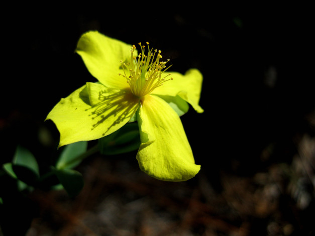 Обои картинки фото цветы, жёлтый