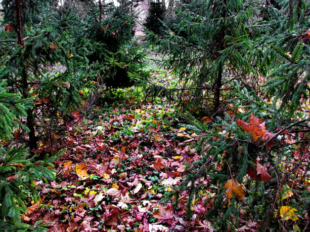 Обои картинки фото природа, лес, листья, осень, ели