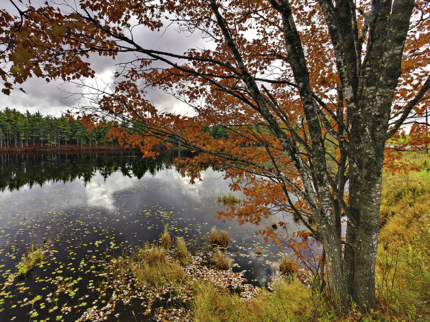 Обои картинки фото природа, реки, озера, листья, осень