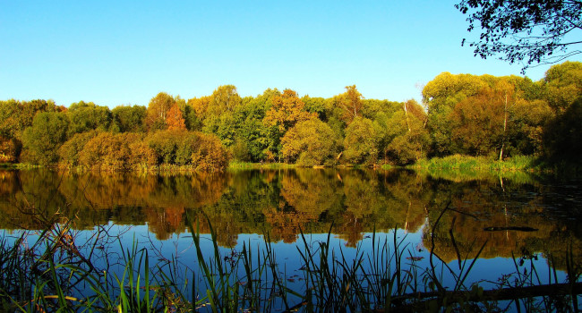 Обои картинки фото природа, реки, озера, деревья, вода, отражение
