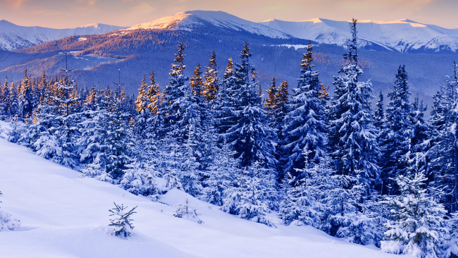 Обои картинки фото природа, зима, снег, горы, пейзаж, ели
