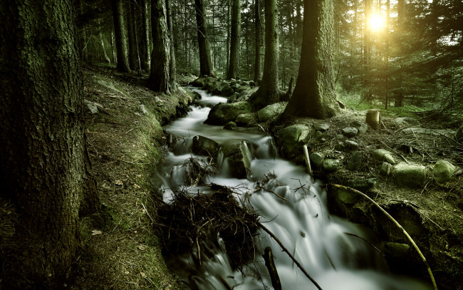 Обои картинки фото природа, реки, озера, деревья, ручей, лес