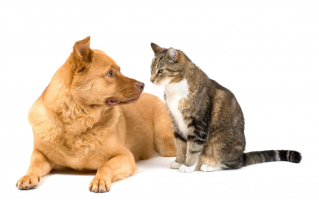 Обои картинки фото животные, разные, вместе, cat, dog