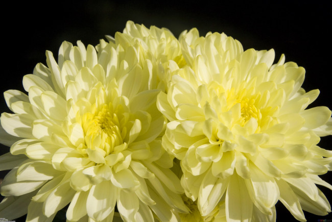Обои картинки фото цветы, хризантемы, солнечные