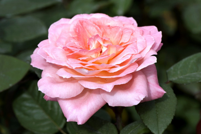 Обои картинки фото цветы, розы, большой, розовый
