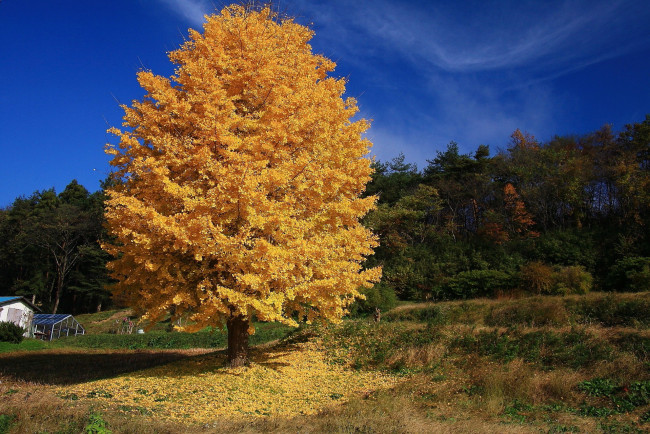 Обои картинки фото природа, деревья, осень, дом