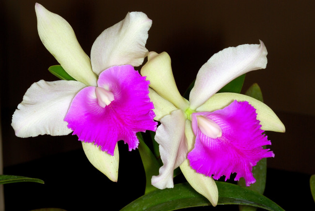Обои картинки фото цветы, орхидеи, белый, малиновый, экзотика