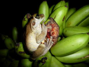 Картинка животные лягушки банан лягушка