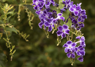Картинка цветы дуранта фиолетовый гроздь